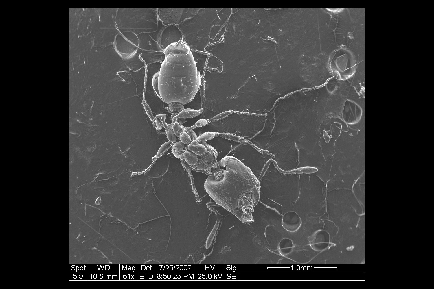 Chimica e Microscopia Elettronica